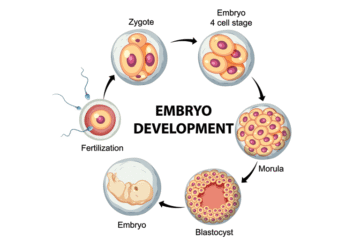 Blastocyst Culture